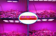 Se utiliza en fábrica Planta de LED crece luces aumentan el regulador del crecimiento
